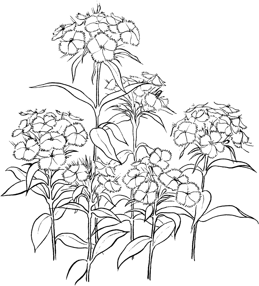 Dianthus 2 Coloring Page Md Coloring Page — Free Printable — free printable coloring page