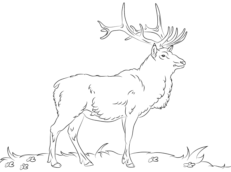 Elk Coloring Pages Md Coloring Page — Free Printable — free printable coloring page