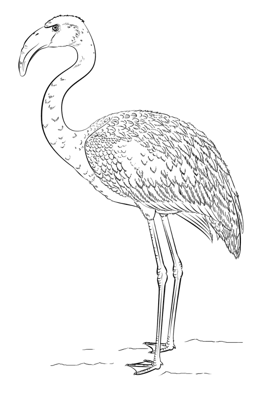 Flamingo Coloring Page Md Coloring Page — Free Printable — free printable coloring page