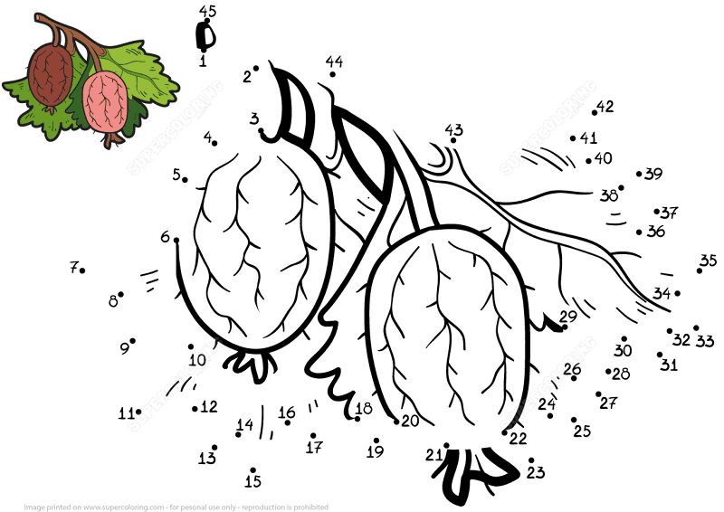 Gooseberries Dot To Dot Md Coloring Page — Free Printable — free printable coloring page