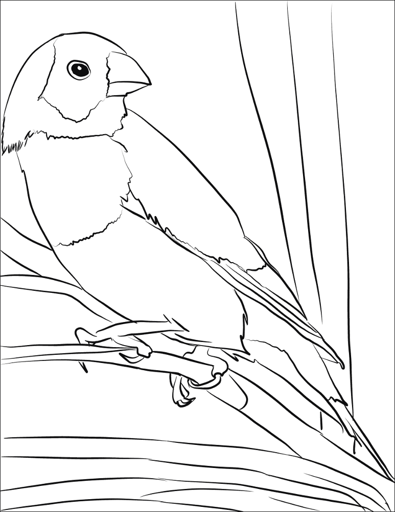 Gouldian Finch Coloring Page Md Coloring Page — Free Printable — free printable coloring page