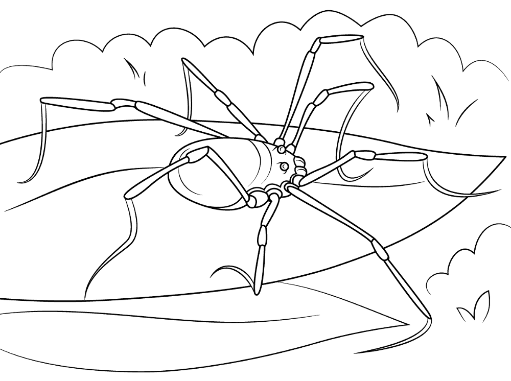 Hadrobunus Grandis Harvestmen Coloring Pages Md Coloring Page — Free Printable — free printable coloring page