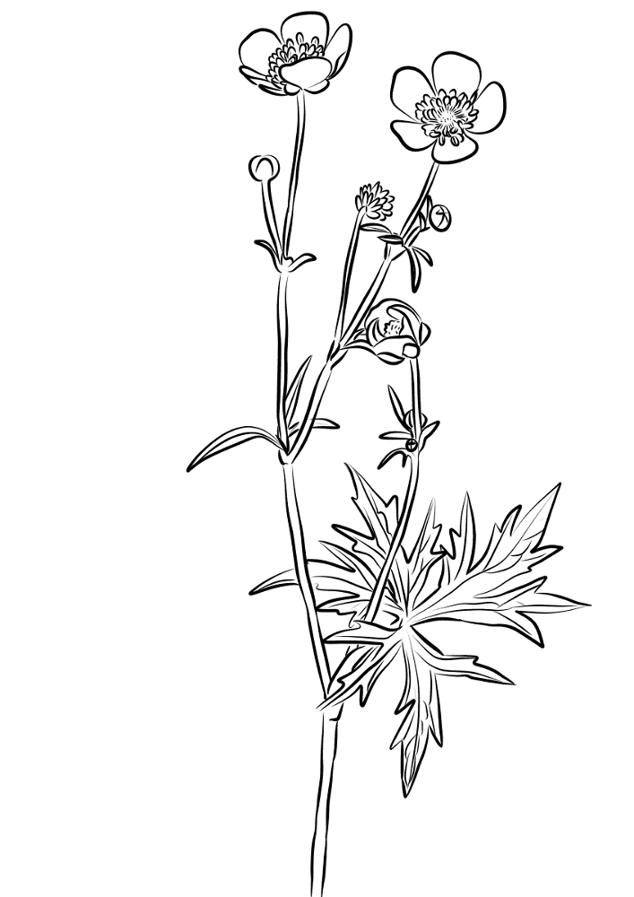 Meadow Buttercup Ranunculus Acris Coloring Page Md Coloring Page — Free Printable — free printable coloring page