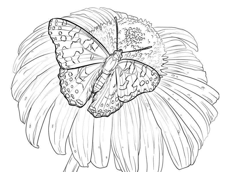 Painted Lady Butterfly Sits On A Flower Coloring Pages Md Coloring Page — Free Printable — free printable coloring page