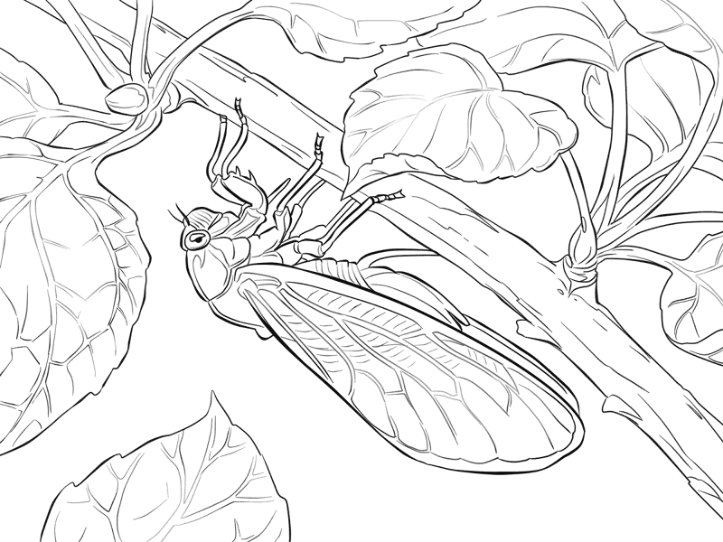 Pharaoh Cicada Coloring Pages Md Coloring Page — Free Printable — free printable coloring page