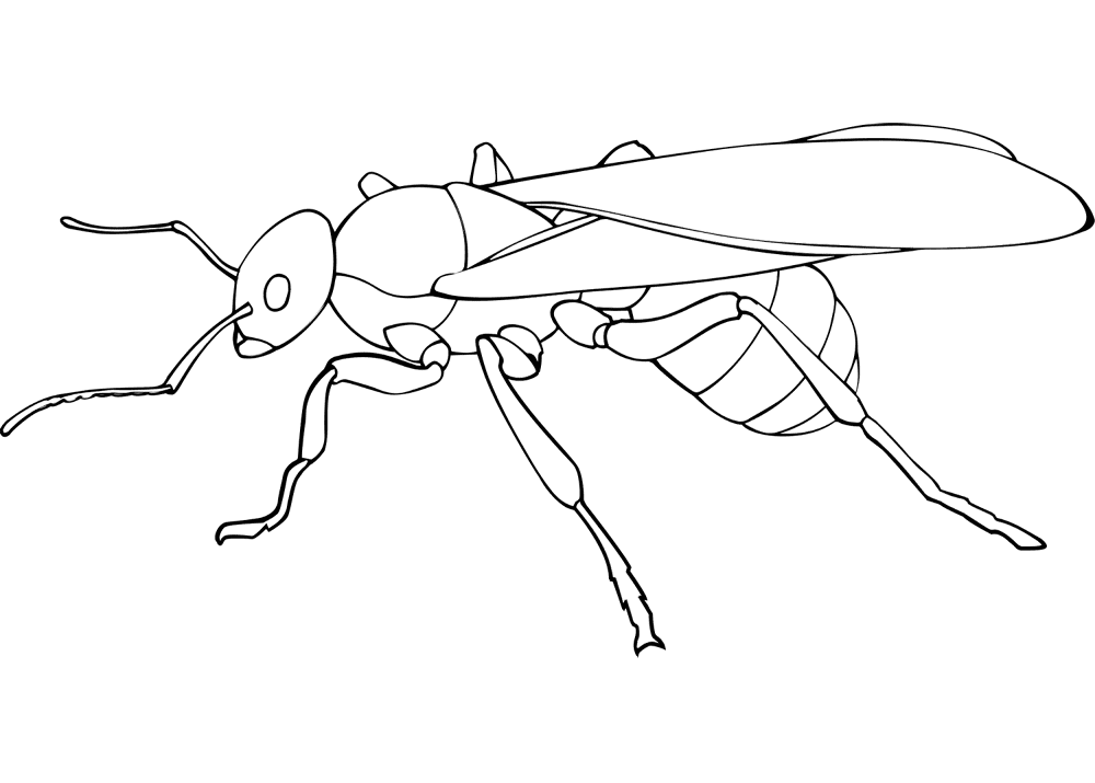 Queen Ant Coloring Page Md Coloring Page — Free Printable — free printable coloring page