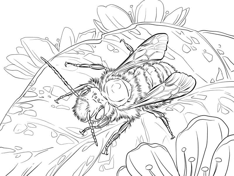 Red Mason Bee Md Coloring Page — Free Printable — free printable coloring page