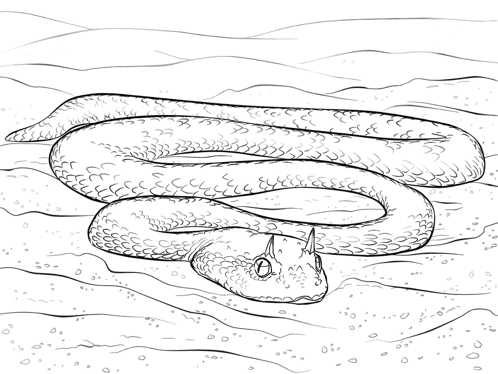 Saharan Horned Viper Coloring Pages Md Coloring Page — Free Printable — free printable coloring page
