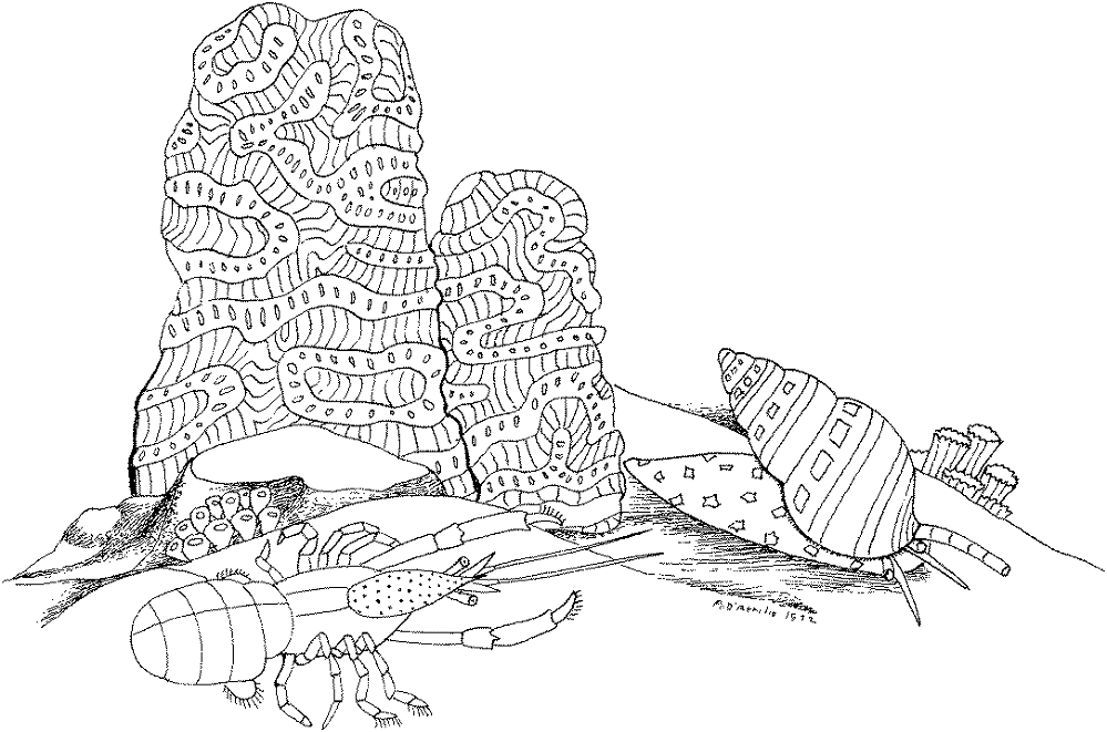 Sea Snail And Lobster Coloring Page Md Coloring Page — Free Printable — free printable coloring page