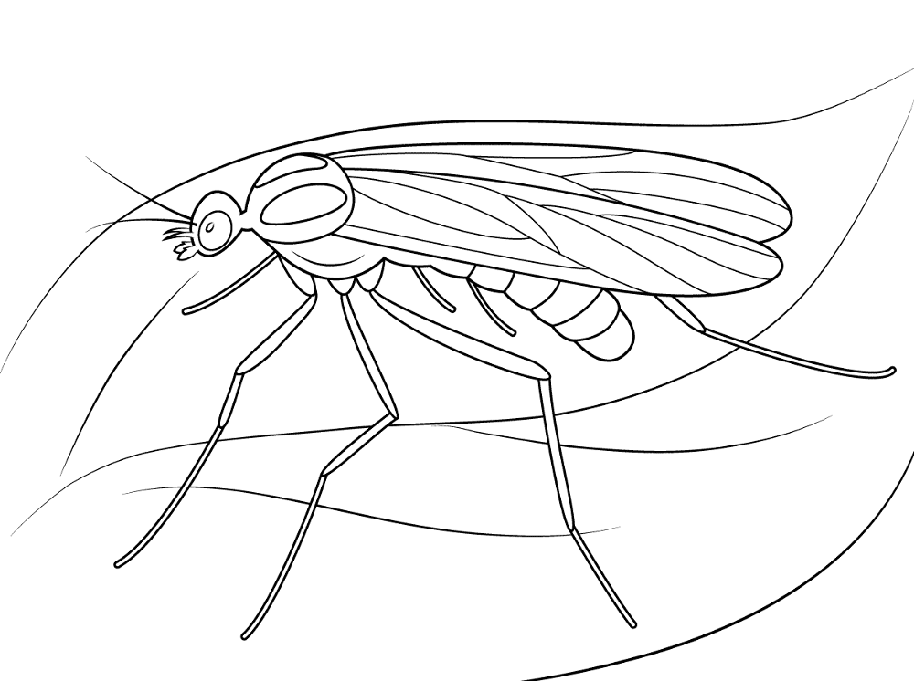 Window Gnat Coloring Pages Md Coloring Page — Free Printable — free printable coloring page