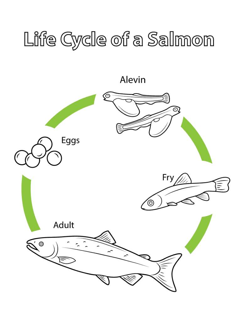 Life Cycle Of A Salmon Coloring Page Md Coloring Page — Free Printable — free printable coloring page