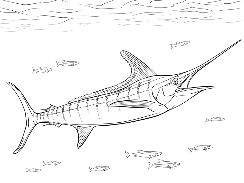 Realistic Atlantic Blue Marlin Coloring Pages Md Coloring Page — Free Printable — free printable coloring page