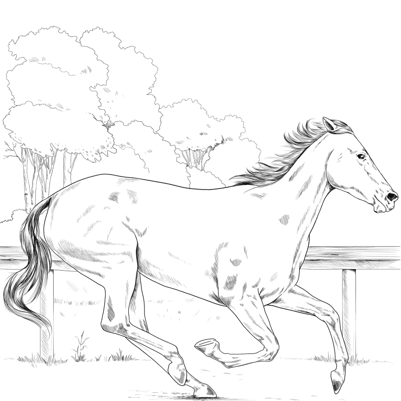 Thoroughbred Coloring Page Md Coloring Page — Free Printable — free printable coloring page